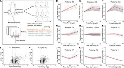 Quantitative Proteomic Analysis of Mouse Sciatic Nerve Reveals Post-injury Upregulation of ADP-Dependent Glucokinase Promoting Macrophage Phagocytosis